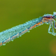 Illustration for article titled Word of the Day: i Damselfly/i